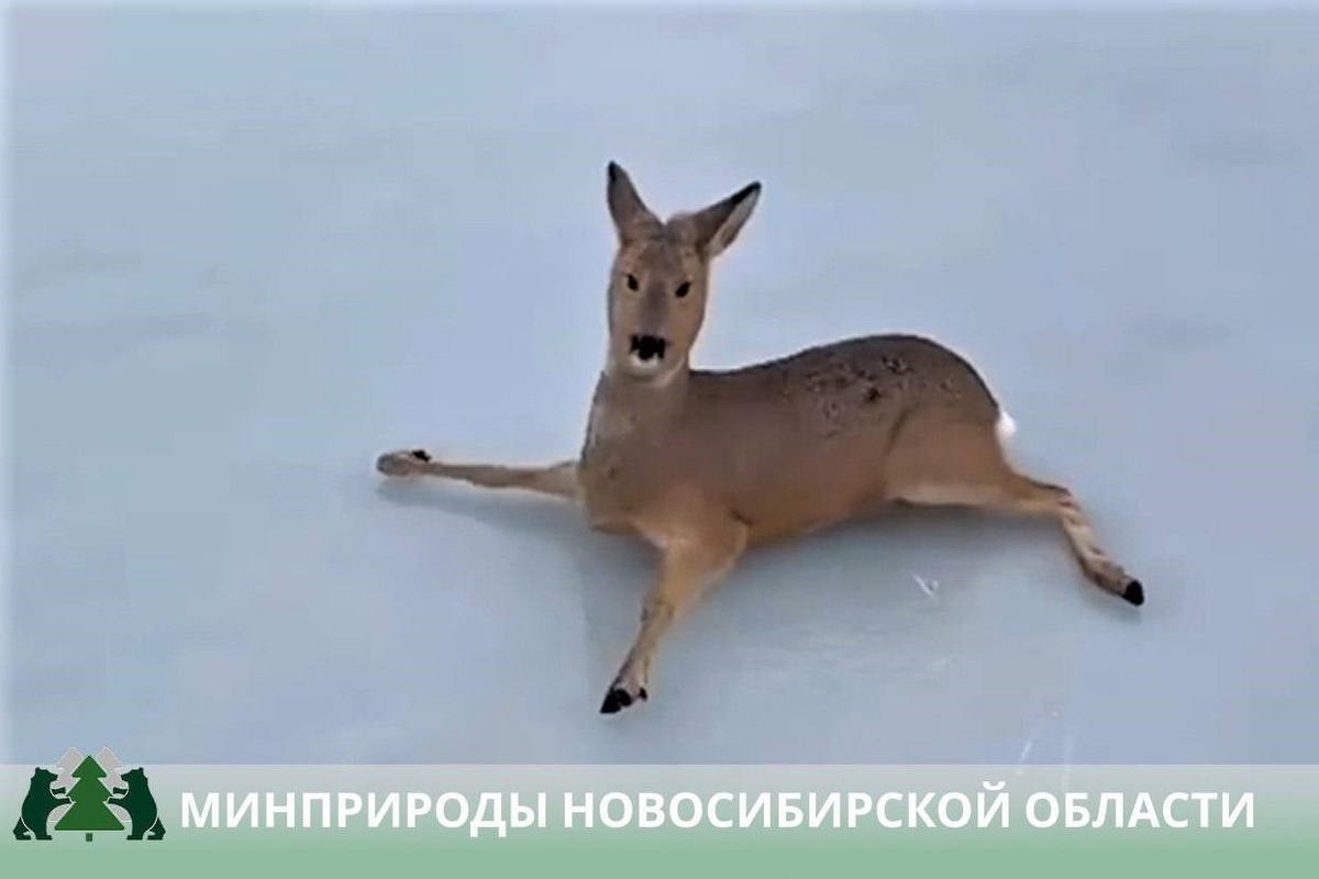    Фото: министерство природы НСО