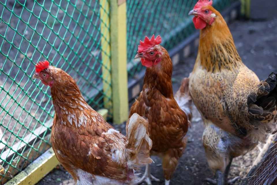    В конце ноября из Томска в Китай отправлено четыре партии куриных лап. Мария ЛЕНЦ