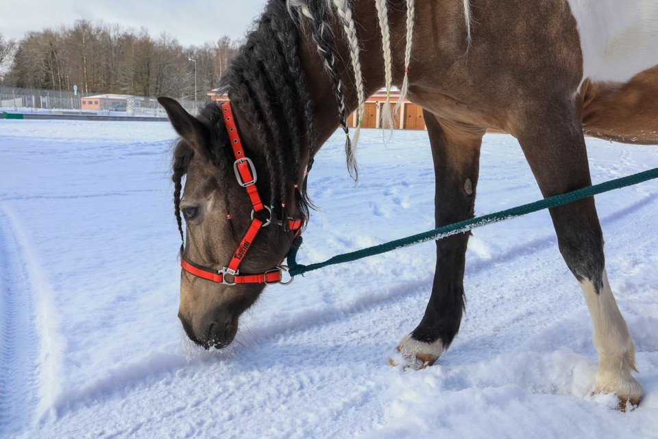  Программы с символами года стоят десятки тысяч рублей. Вероника ОВСЯННИКОВА