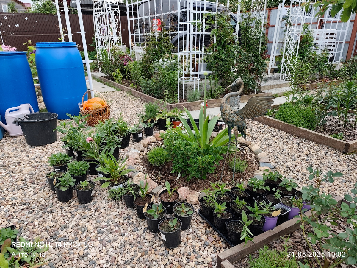 Растения для малоуходного цветника.