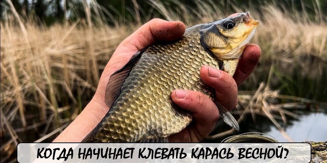 Когда начинает клевать карась весной: первые поклевки после зимы