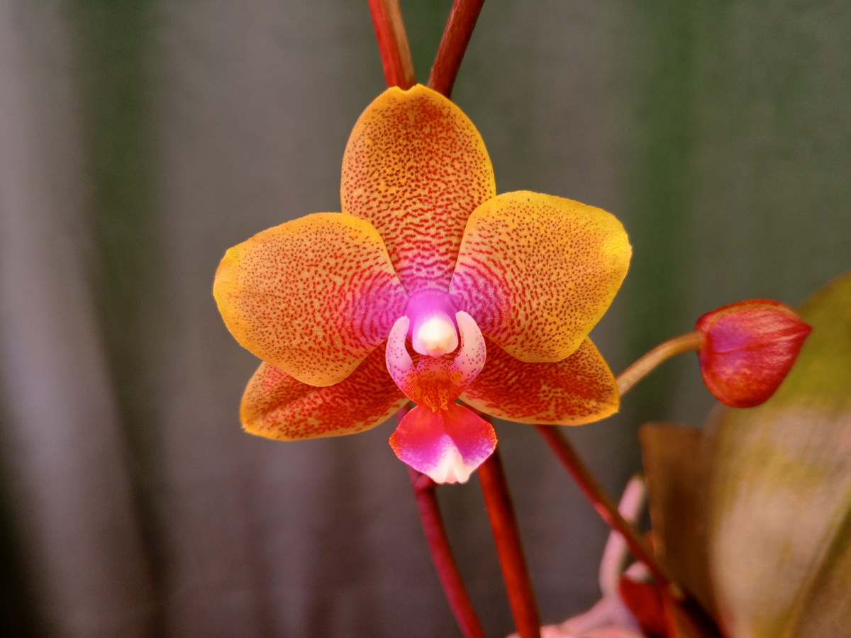 Фаленопсис Sogo Lawrence