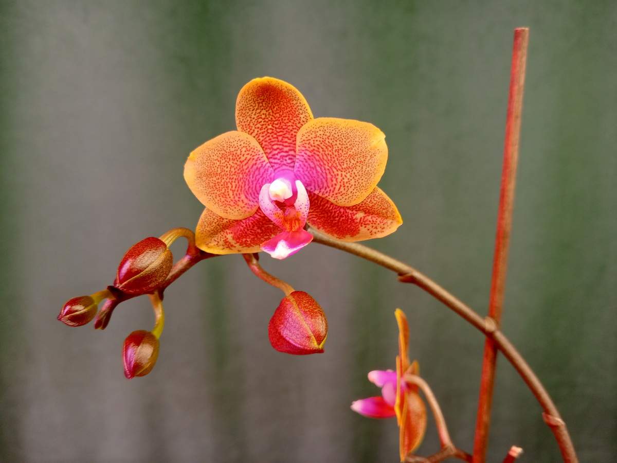 Моя ароматная красотка 😍.