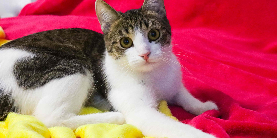 Кошка БАСЯ ищет дом🏡