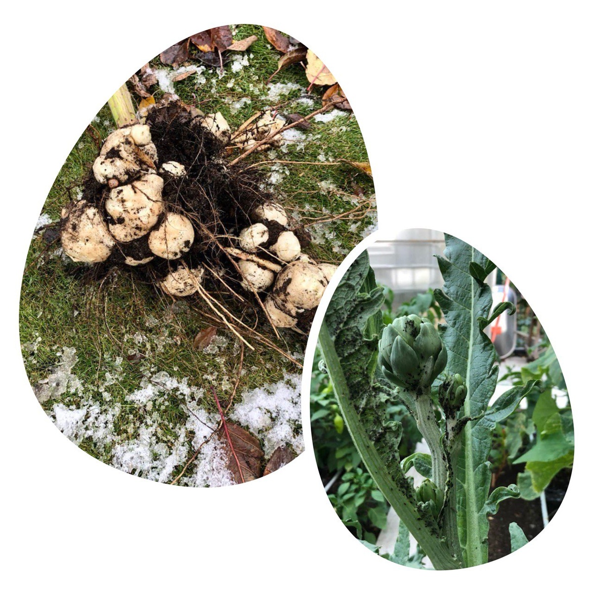 Топинамбур и артишок