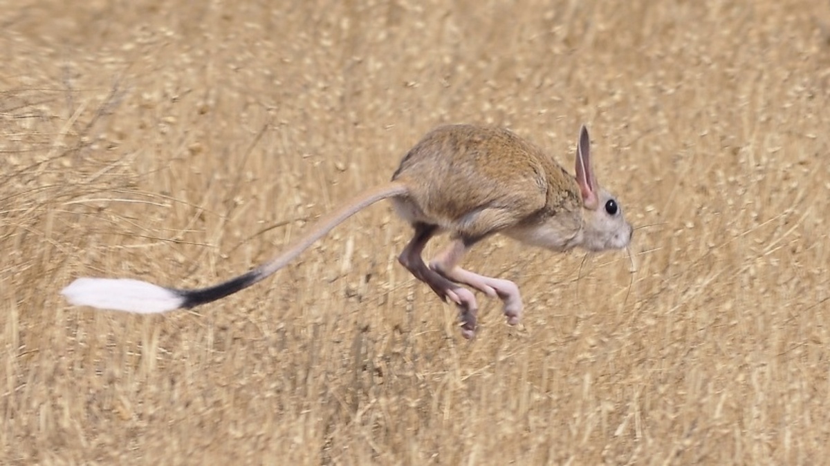 Лапы кенгуру, хвост со «знаменем» — идеальный баланс.