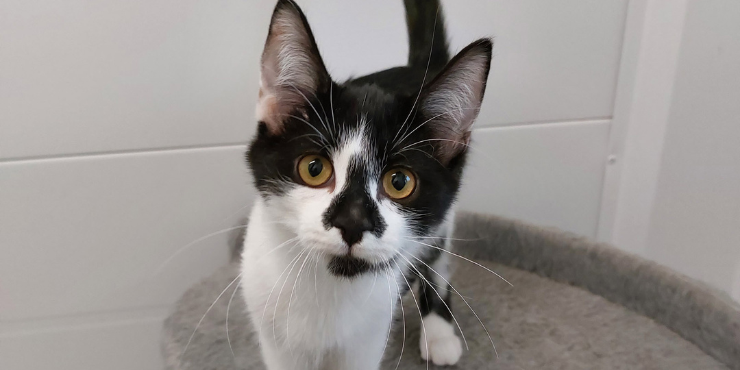 Котик НЕПТУН ищет дом🏡