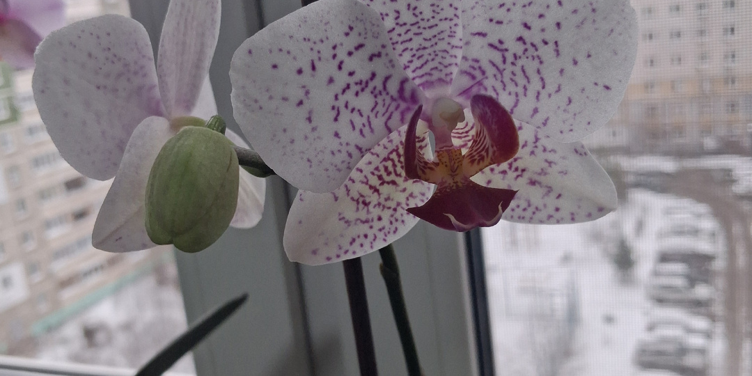 Счастье - с помойки. Одна из "инкубаторских".