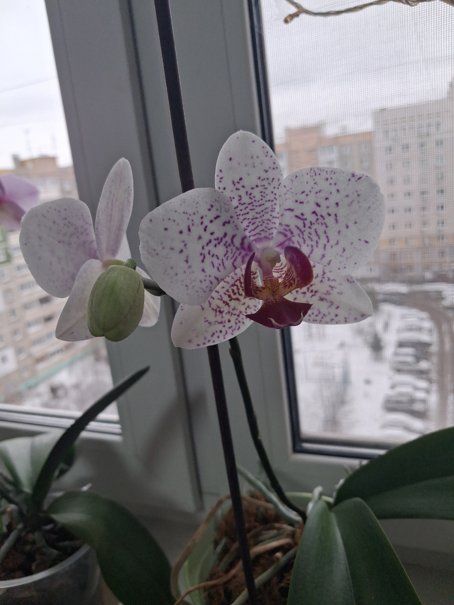 Главный герой моей статьи. Фото автора. 