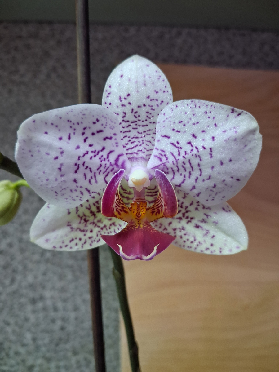 Главный герой моей статьи. Фото автора. 