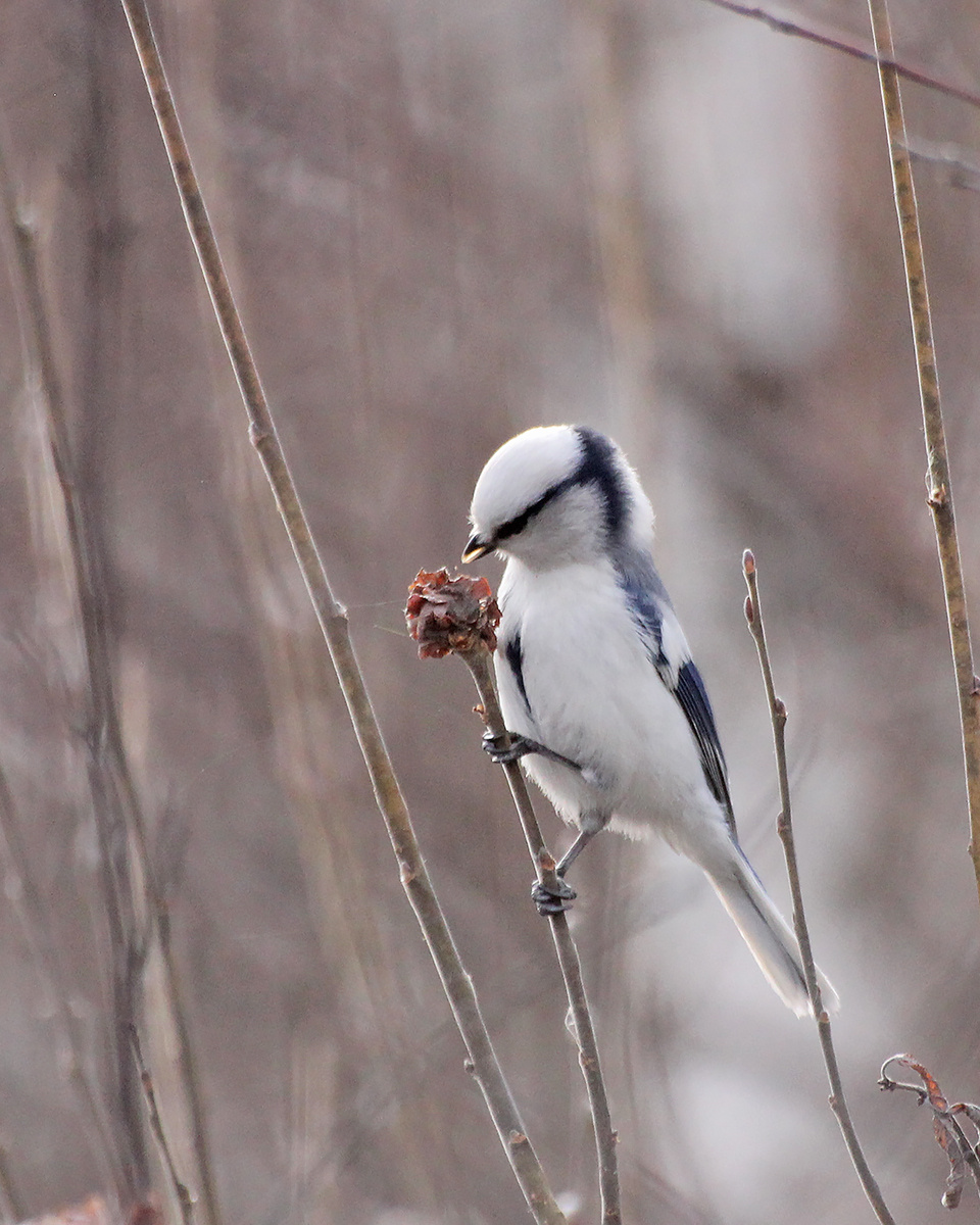 Белая Лазоревка или Князёк 14.04.2021г. Тюмень.