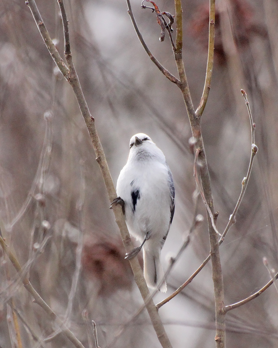 Белая Лазоревка или Князёк 14.04.2021г. Тюмень.
