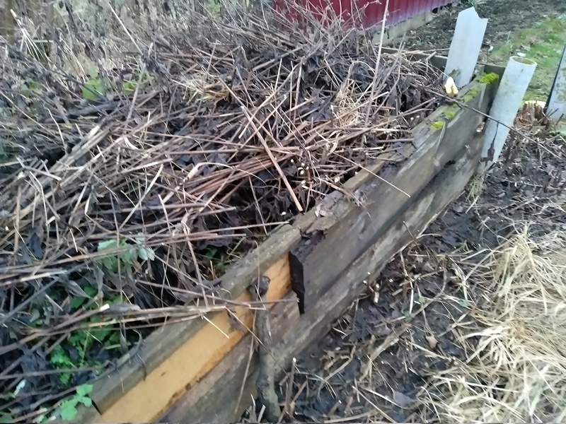 Слева лежат потемневшие ветки и листья топинамбура, справа виднеются  у досок пеньки растений