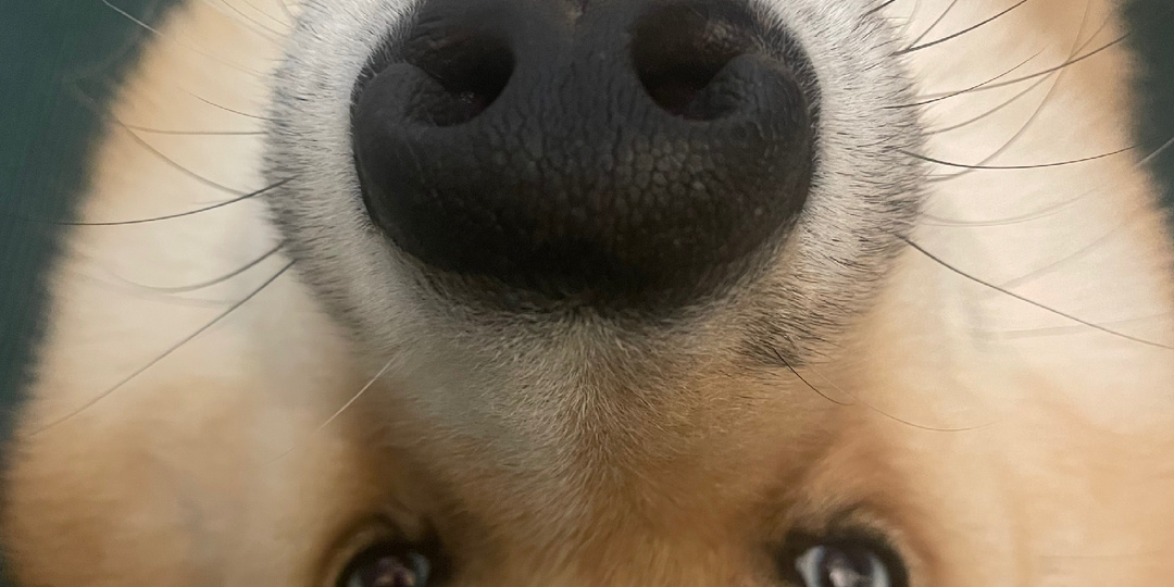 Метеозависимый самурай