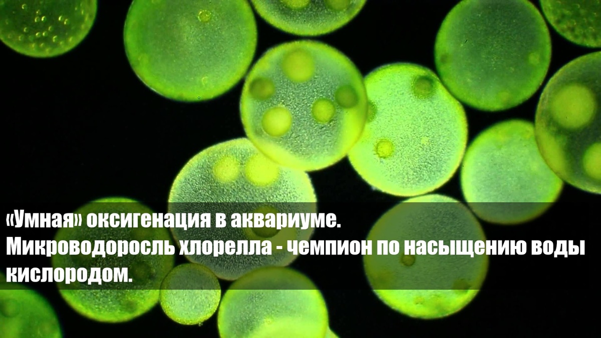 Кислород в аквариуме — это основа жизни для рыб, полезных бактерий и всей экосистемы. Без его достаточного уровня невозможны здоровое дыхание, эффективная фильтрация и устойчивость среды. Главные источники — растения, аэрация и живые водоросли, такие как хлорелла, которая активно выделяет O₂ в процессе фотосинтеза.