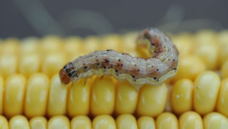    Фото: Steven Roberson, NC State University