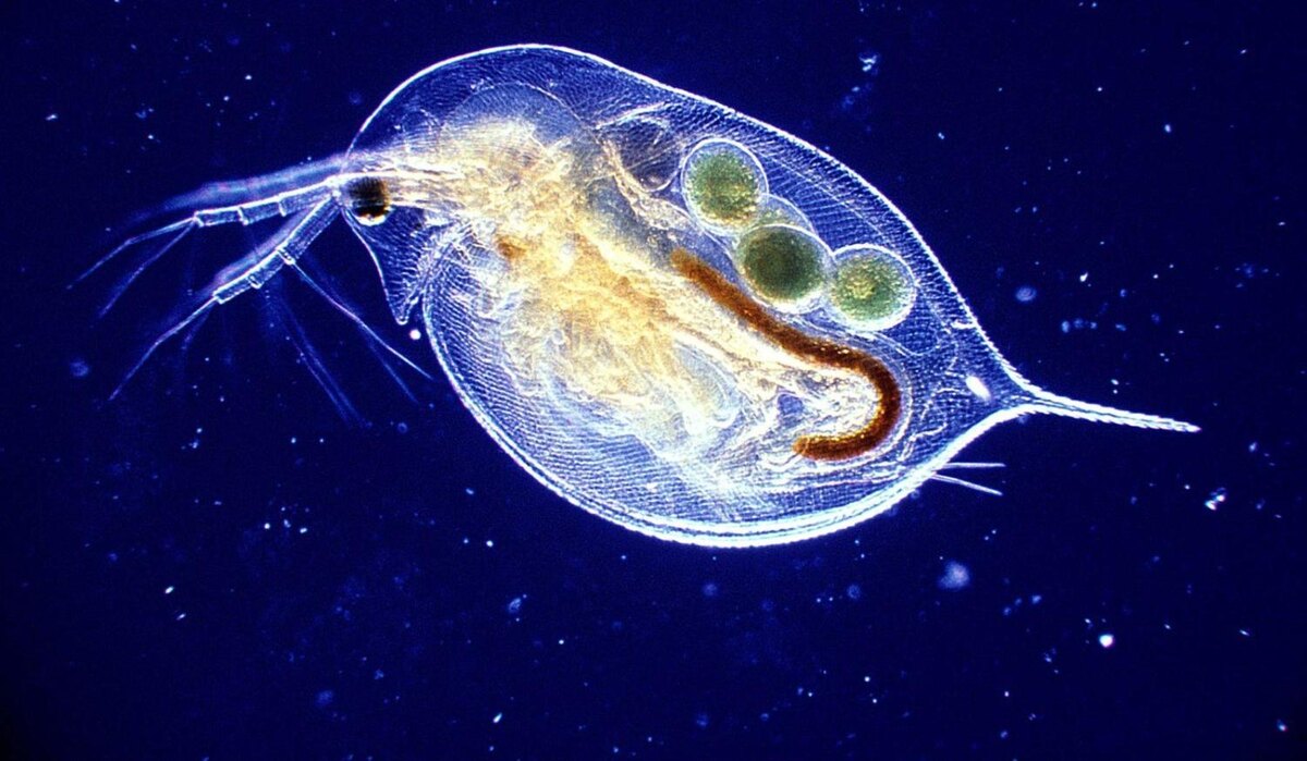 Хлорелла служит питательной основой для развития инфузорий и коловраток, дафний, циклопов — ценного зоопланктона. Этот живой корм, выращенный прямо в аквариуме, незаменим для успешного выкармливания рыб и поддержания пищевого баланса.