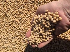     Фото: 74.fsvps.gov.ru