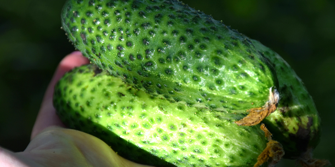 "Жалею, что раньше не выращивала этот сорт огурцов - одни плюсы": мой обзор