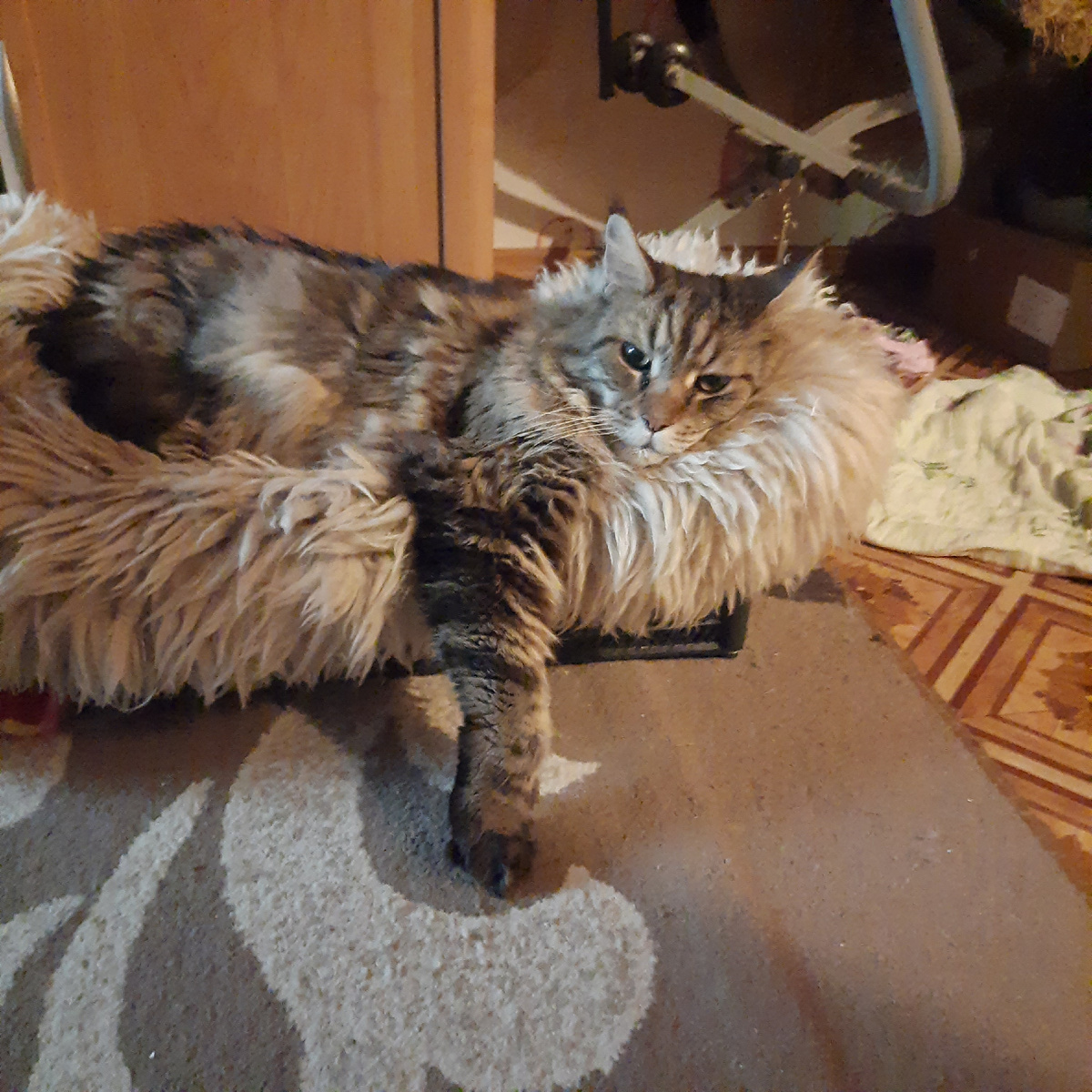 В своей лежанке