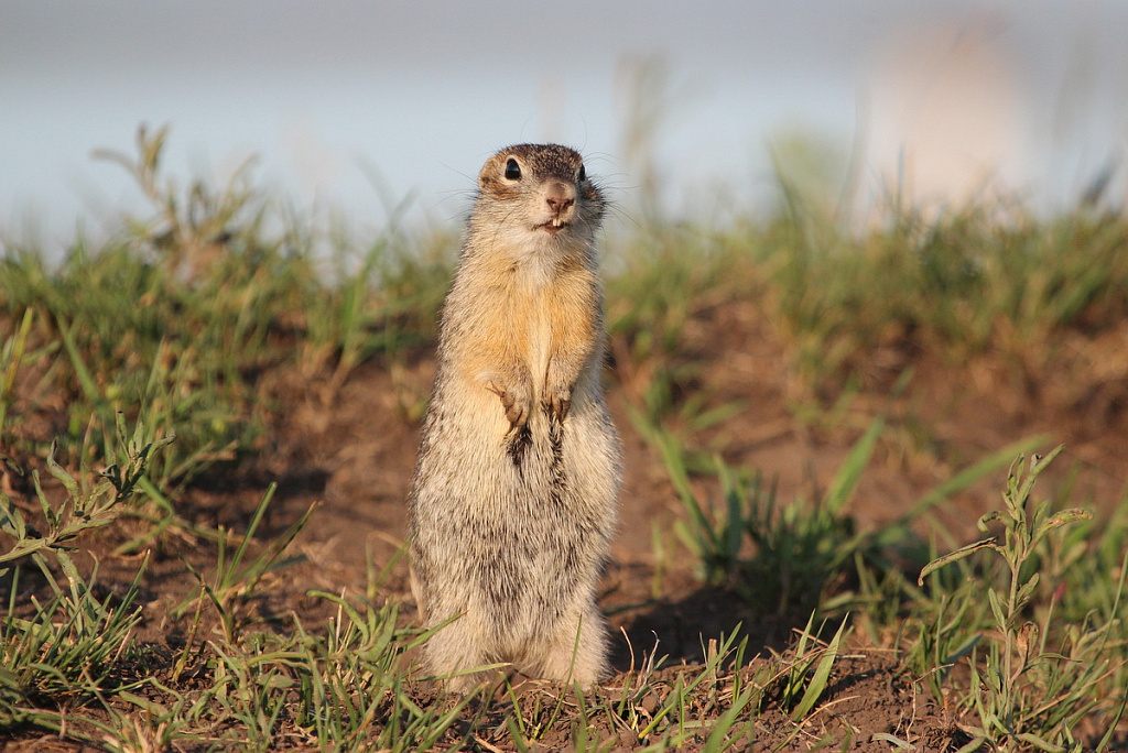 Тот самый знаменитый «столбик». Но он не просто стоит, он сканирует горизонт!