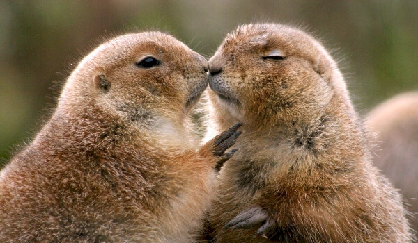 Приветственный «поцелуй» сусликов — это строгий паспортный контроль.
