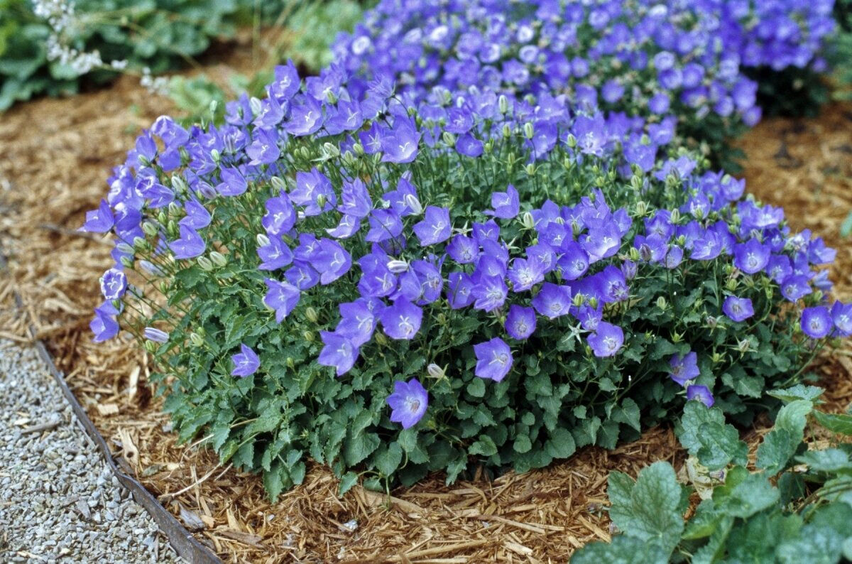 аккуратные цветочные миниковрики из колокольчика