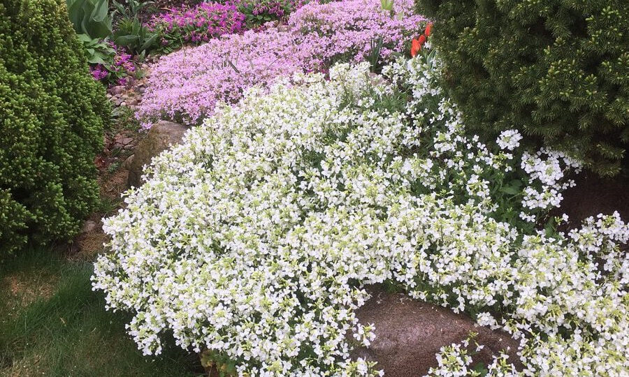 МНОГОЛЕТНИЕ ЦВЕТОЧНЫЕ КОВРЫ за «копейки»! ТОП-5 лучших* ПОЧВОПОКРОВНИКОВ для 2026