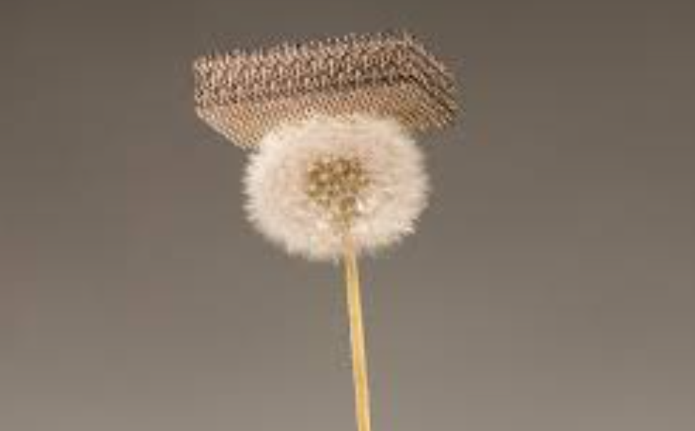 Не придавливает одуванчики