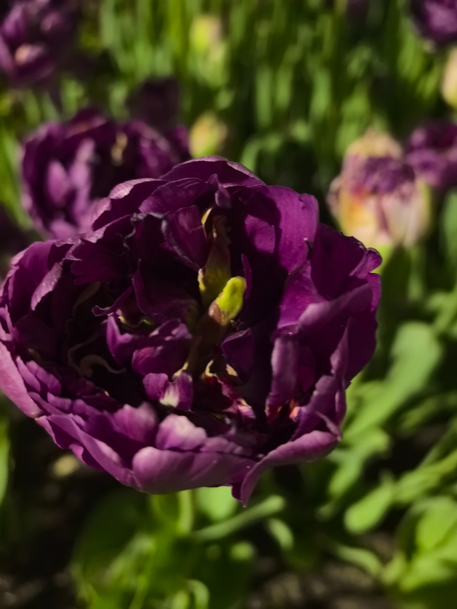 Фото я сделала  в Пятигорске этим летом 