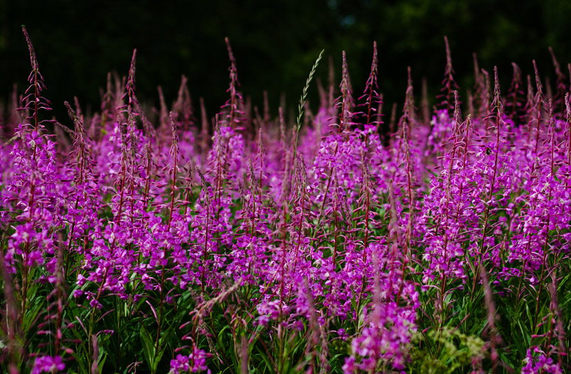 Иван-чай растет большими полянами. © tea. ru
