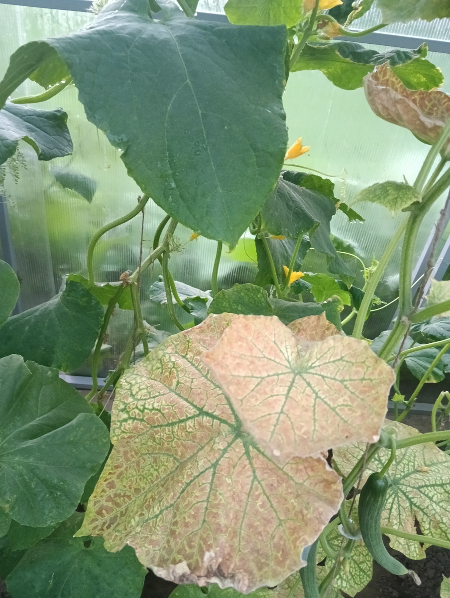 Паутинный клещ