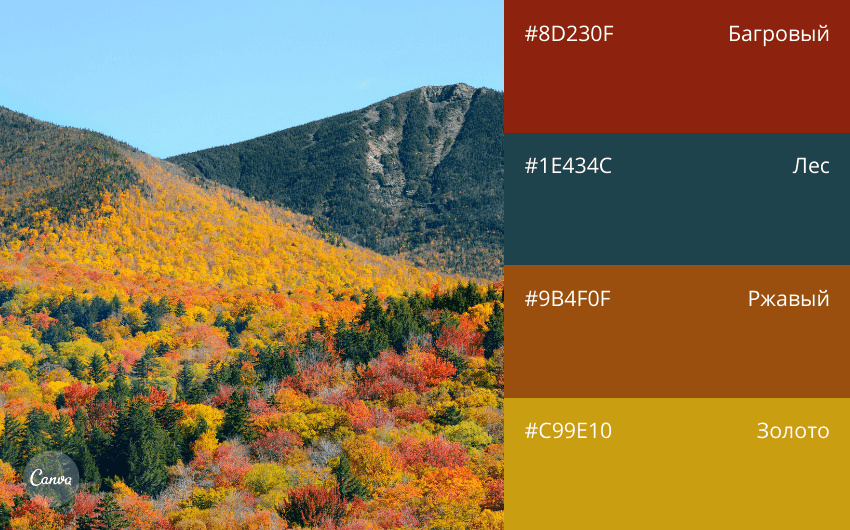 Описание: Цветовые палитры, используемые в маркетинге и печатных материалах.
Источник: Unsplash