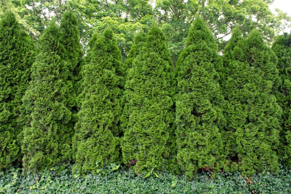 Источник фото shutterstock.com