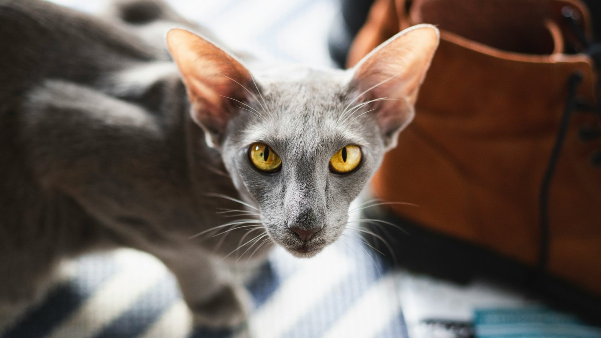    Кошка, похожая на Соню, которую спасли в Москве из батареи