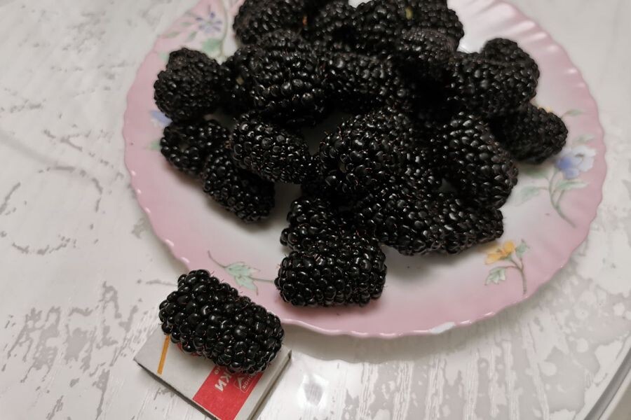 Ежевика Блек Джем, ягоды крупные, сладкие и сочные. Фото автора.