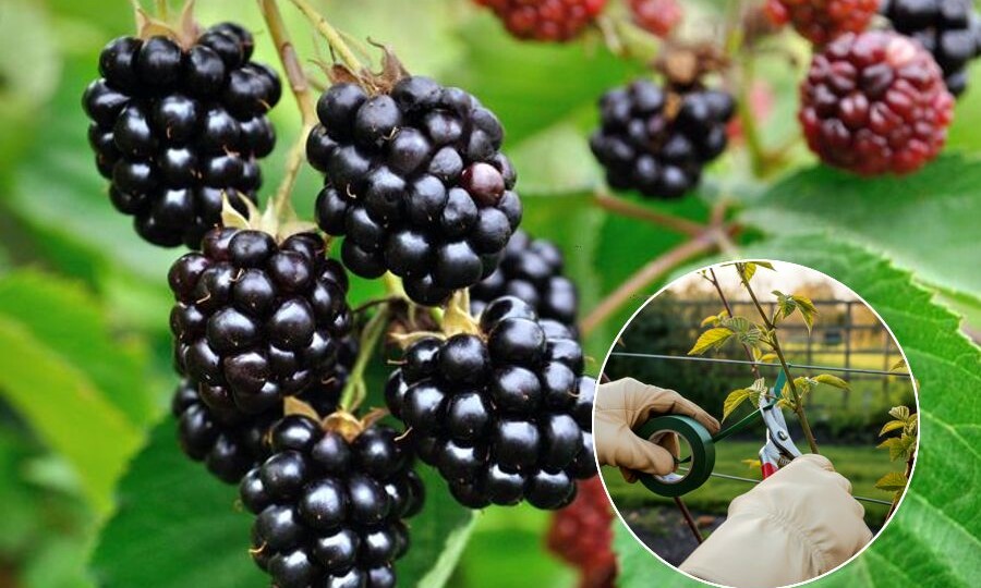 Когда и как обрезать ежевику — простое руководство для начинающих