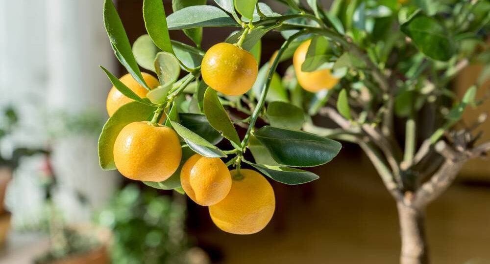 Как вырастить свои лимоны и мандарины дома к Новому году: свежие натуральные цитрусы к праздничному столу