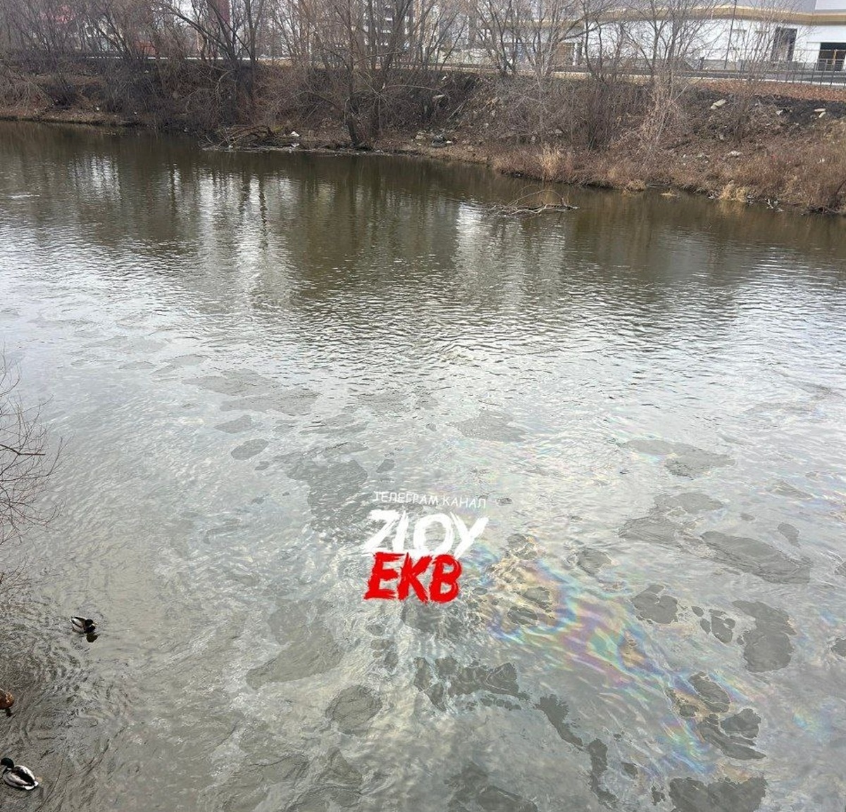 Фото: ТГ-канал «Злой Екатеринбург»  📷
