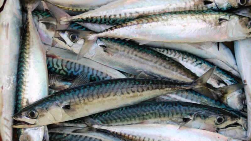     Рыба. Скумбрия. CC0