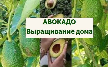 выращиваем авокадо дома