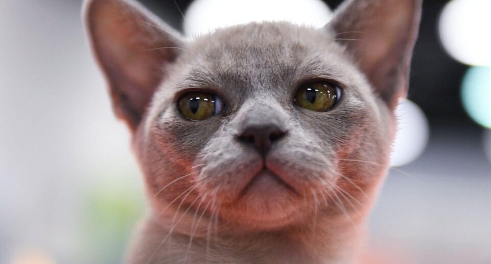    РИА «Новости»