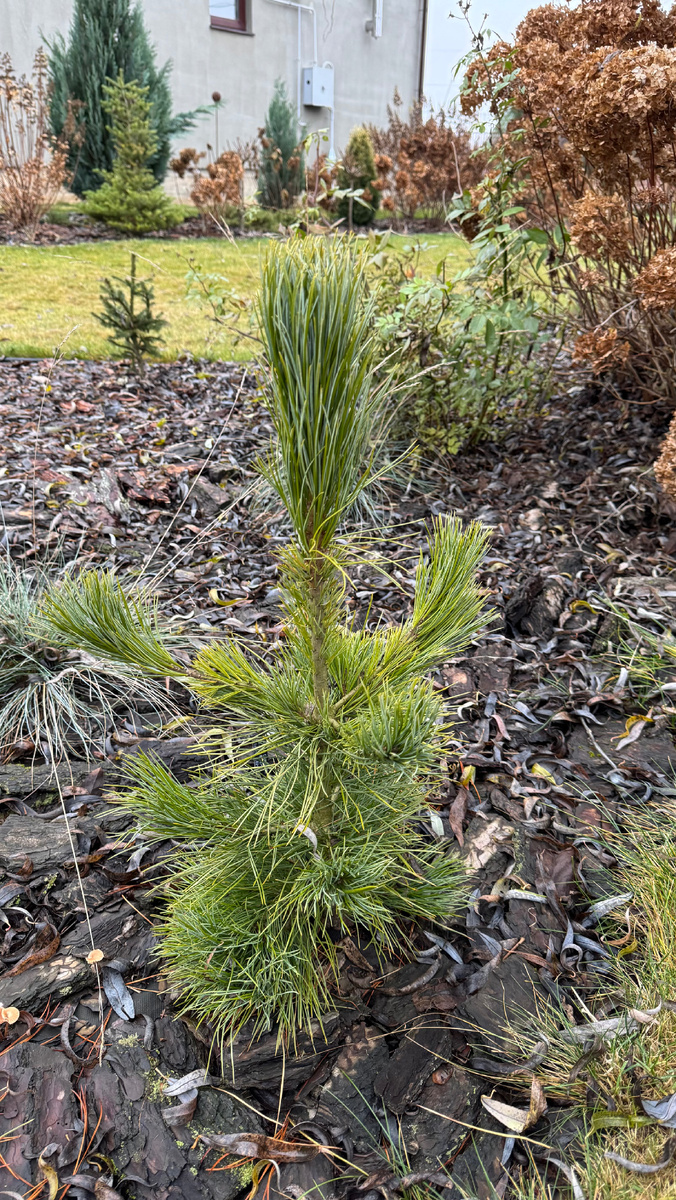 кедровая сосна