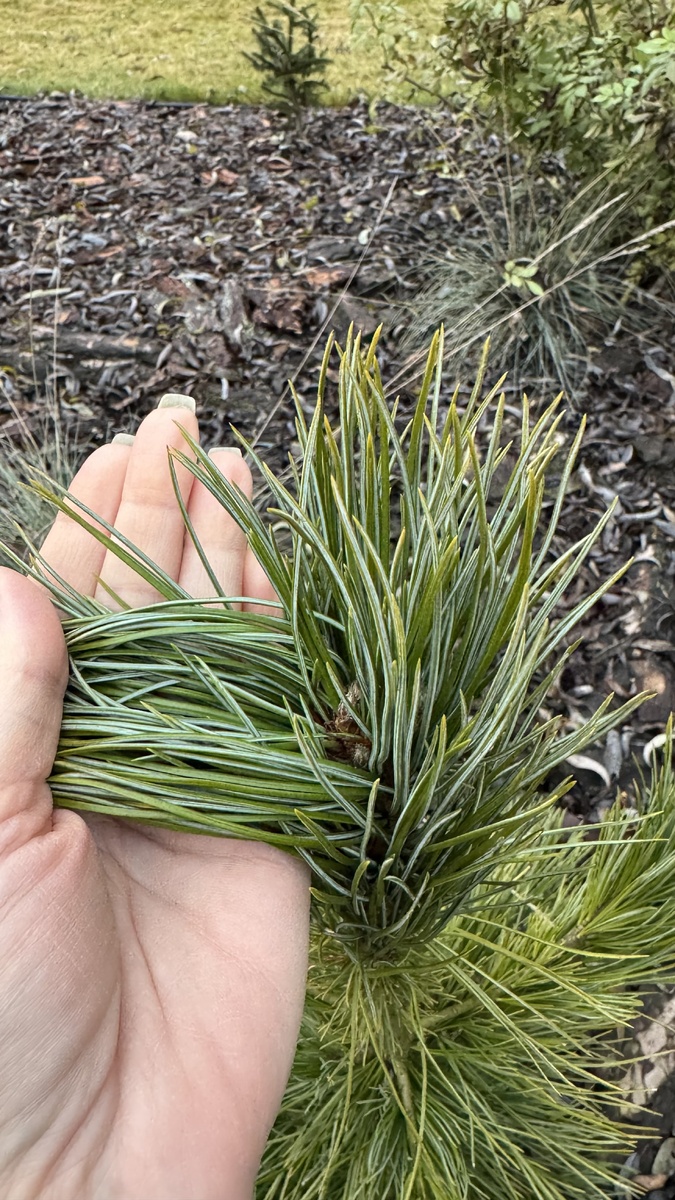 кедровая сосна