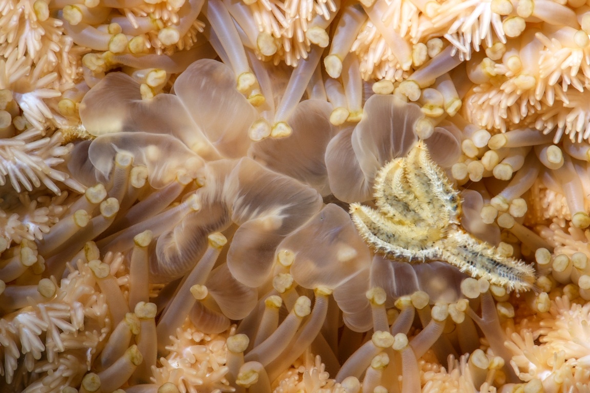 При сильном увеличении видно: это не камень, а настоящий хищник с щупальцами.