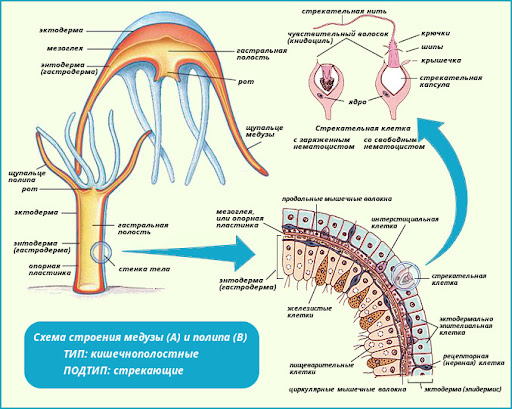 Родственники, выбравшие разный путь: медуза и коралловый полип.