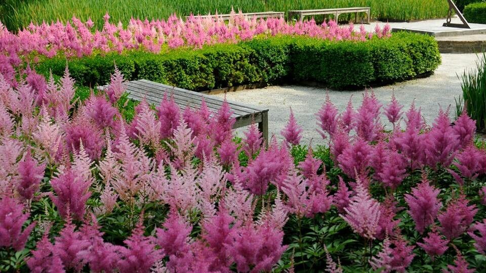 Совершенство цветения - шикарные растения для вашего участка
