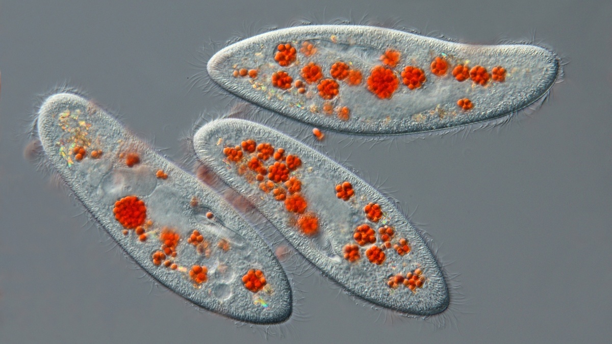 Знакомый силуэт «туфельки»: элегантная форма, созданная для движения.