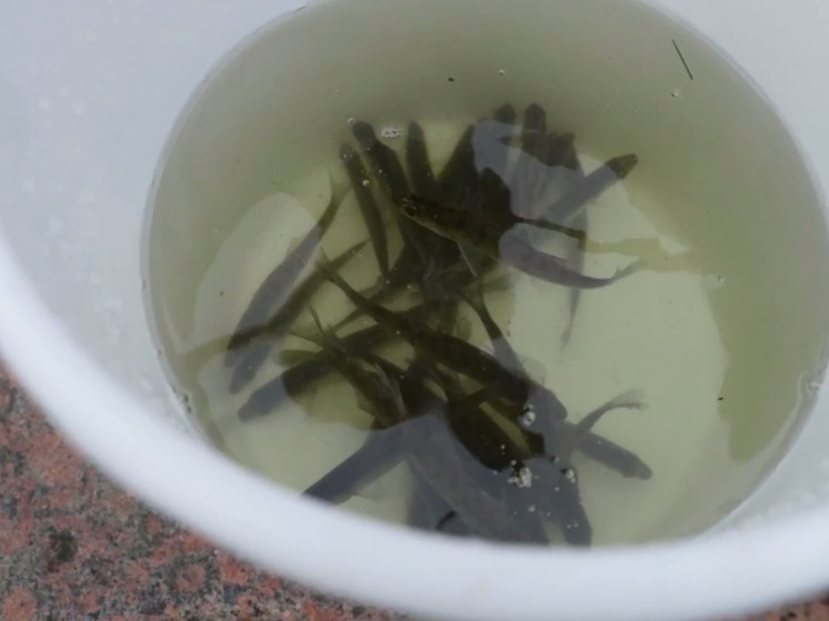     За все время реализации программы в водоемы города выпустили сеголетков судака, молодь атлантического лосося. Фото: пресс-служба Водоканала.