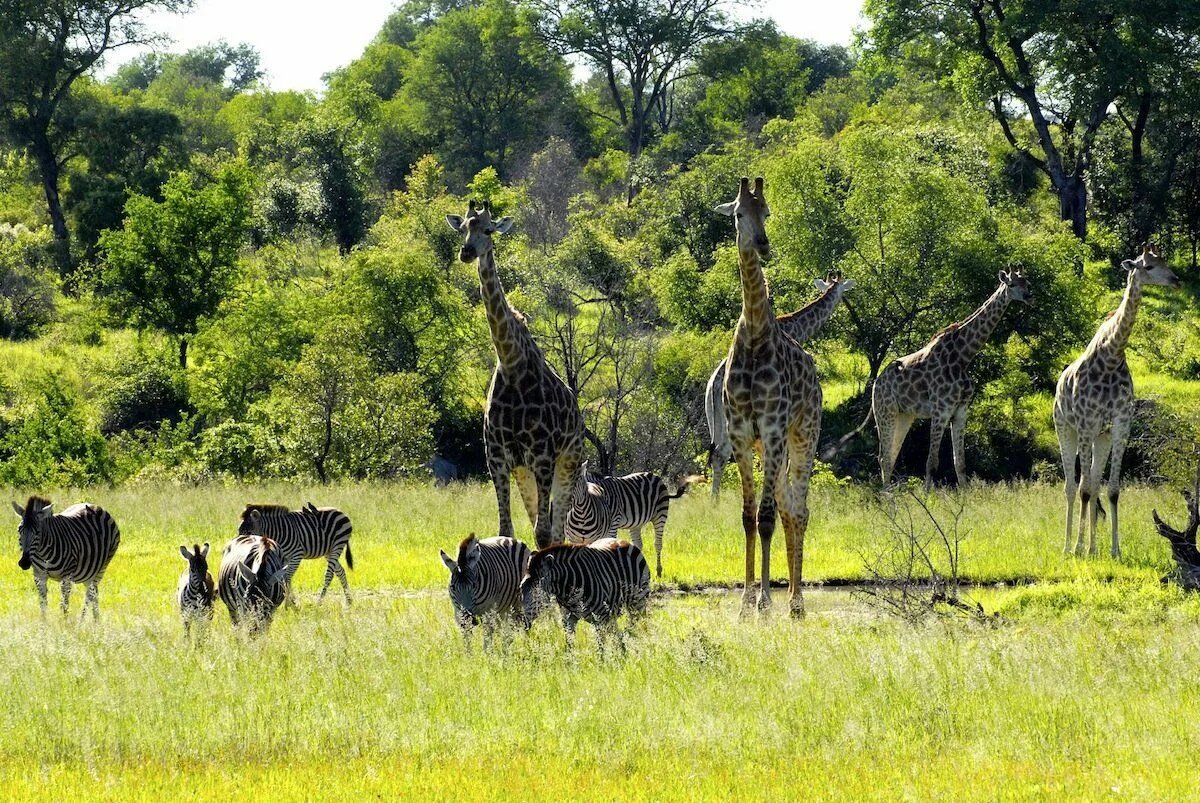 Национальный парк Крюгера